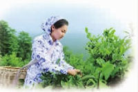 新利luck18,油茶种植出产加工销售,植物油种植出产加工销售