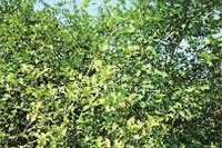 新利luck18,油茶种植出产加工销售,植物油种植出产加工销售